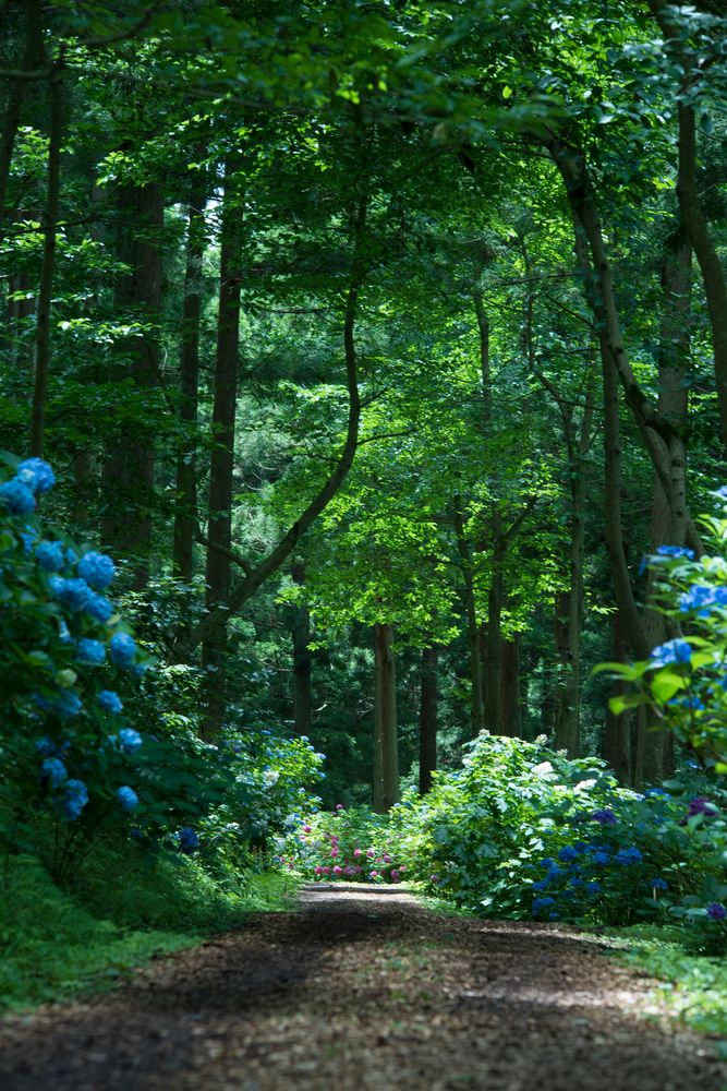 みちのくあじさい園の画像 - 2枚目