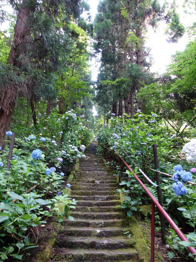 みちのくあじさい園の画像 - 3枚目