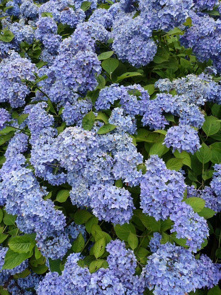 みちのくあじさい園の画像 - 4枚目