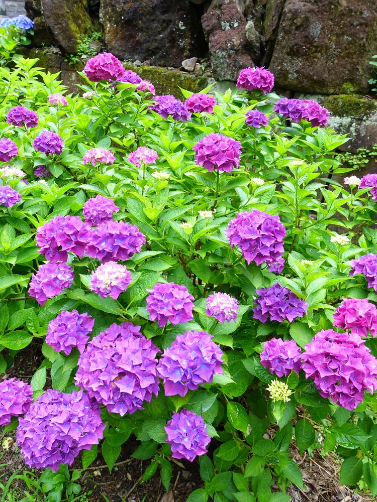 みちのくあじさい園の画像 - 5枚目