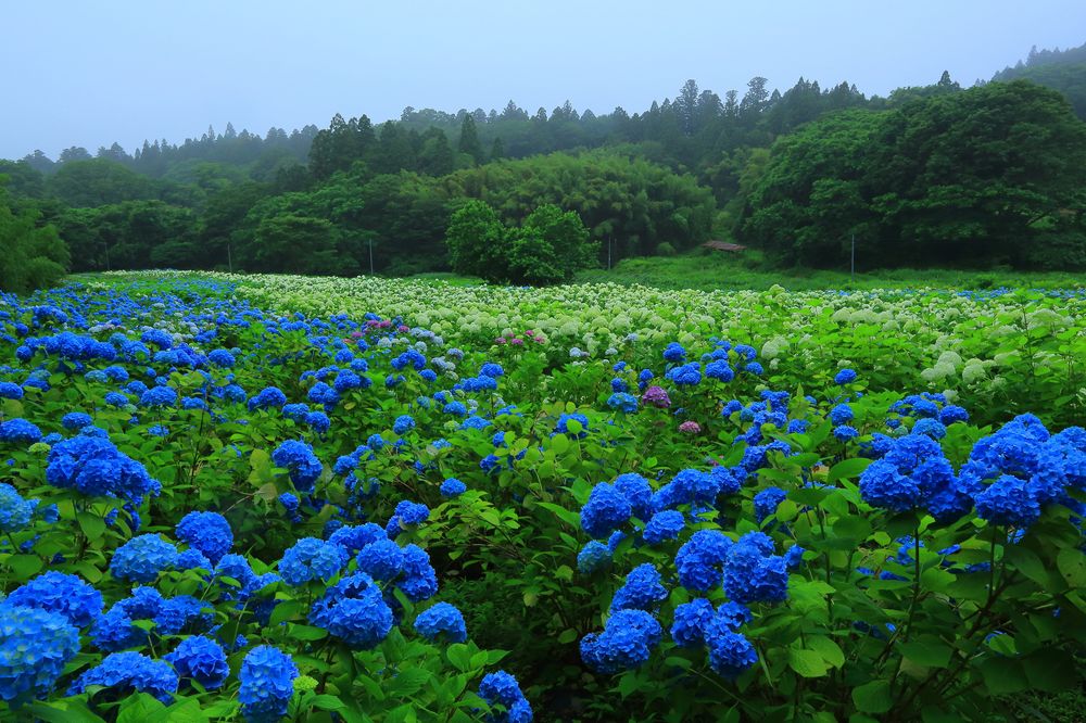 みちのくあじさい園の画像 - 6枚目