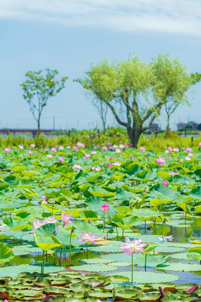 水郷佐原あやめパークの画像 - 3枚目