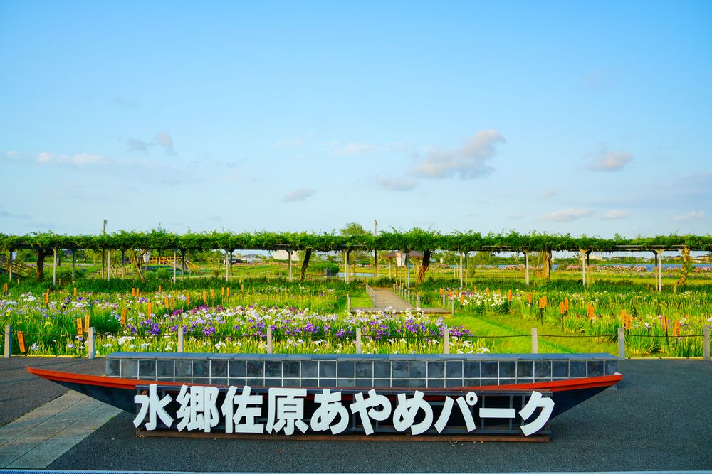 水郷佐原あやめパークの画像 - 5枚目