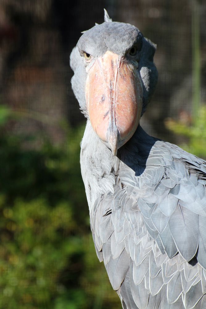高知県立のいち動物公園