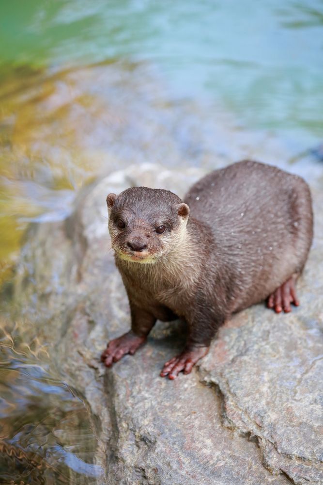 高知県立のいち動物公園の画像 - 3枚目