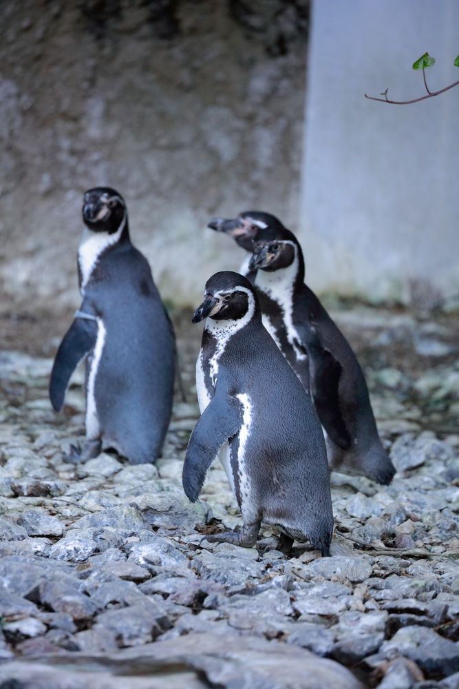 高知県立のいち動物公園の画像 - 4枚目
