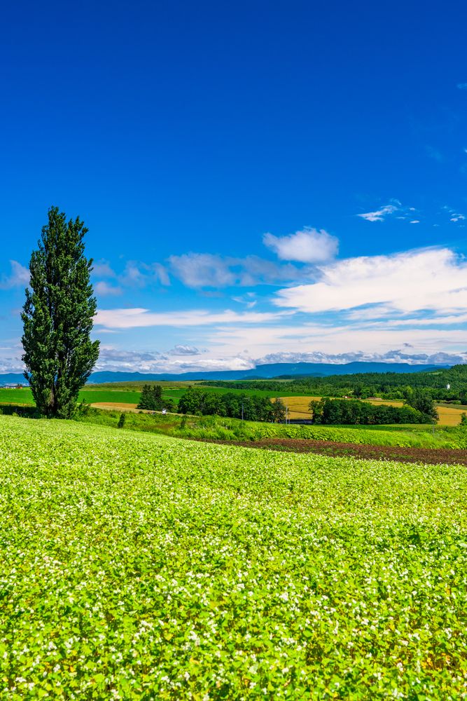 ケンとメリーの木