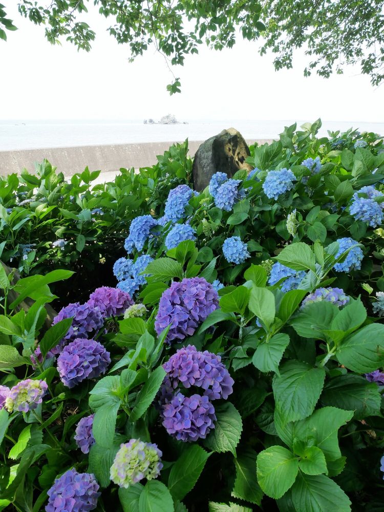 住吉自然公園の画像 - 3枚目
