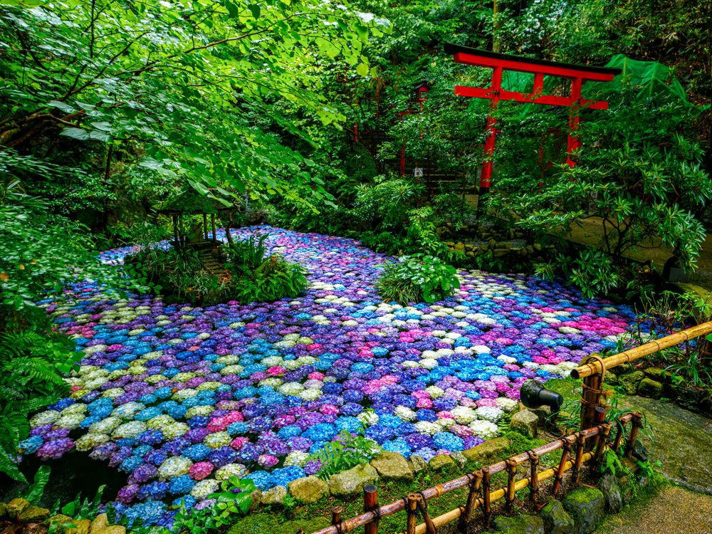 南蔵院の画像 - 4枚目