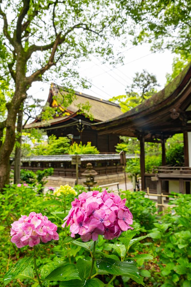 藤森神社の画像 - 4枚目