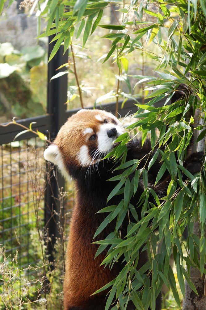 札幌市円山動物園の画像 - 4枚目