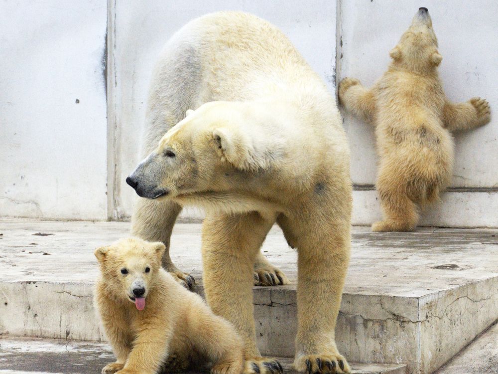 札幌市円山動物園の画像 - 5枚目