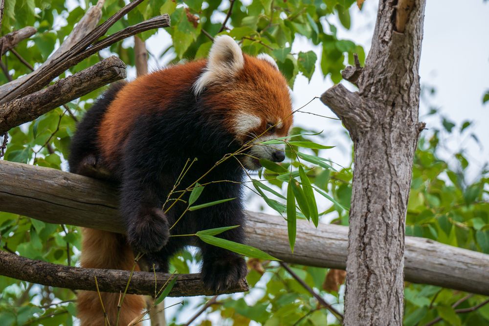 札幌市円山動物園の画像 - 6枚目