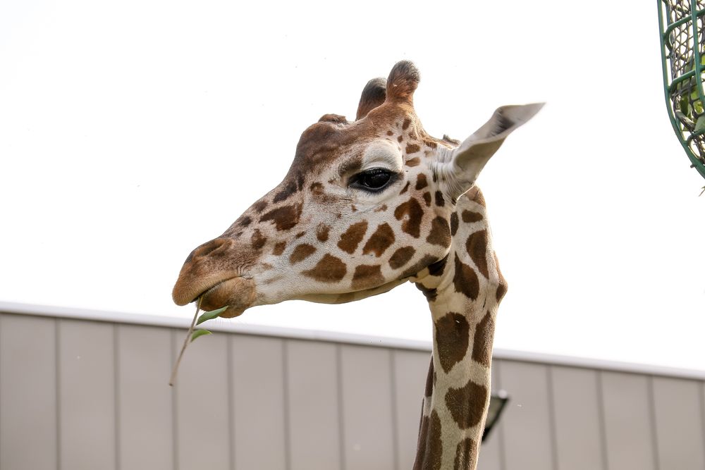 札幌市円山動物園の画像 - 7枚目