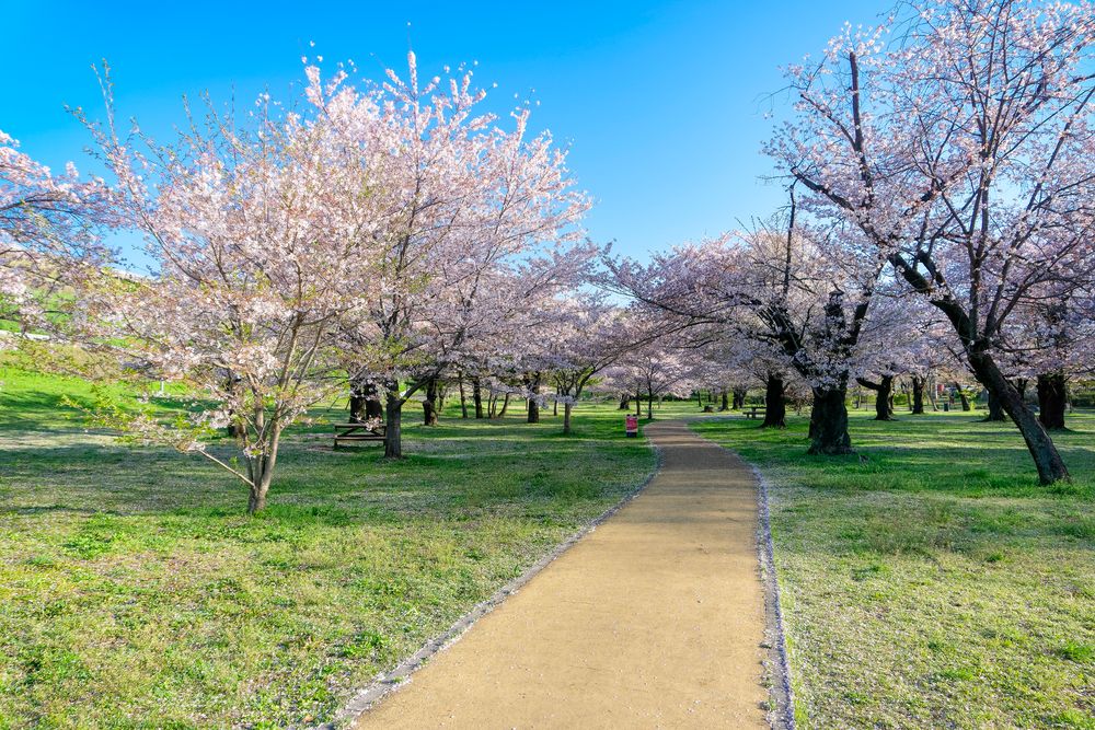 都立狭山公園の画像 - 4枚目