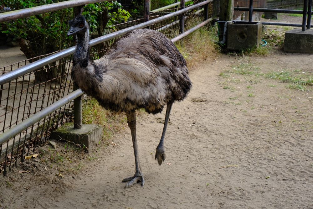宮崎市フェニックス自然動物園の画像 - 3枚目