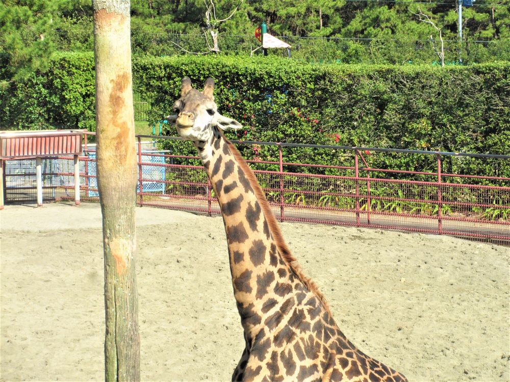 宮崎市フェニックス自然動物園の画像 - 4枚目