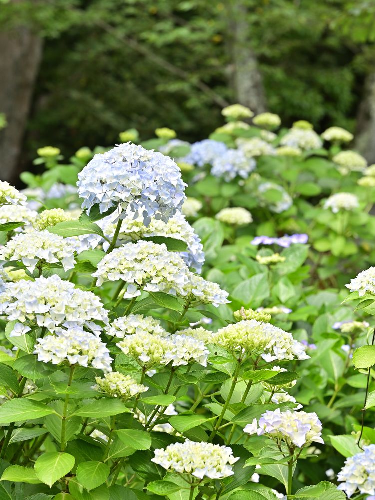 紫雲出山の画像 - 4枚目
