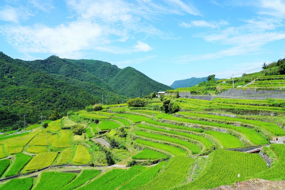 中山千枚田】の周辺スポット・アクセス・口コミ - Prism Japan