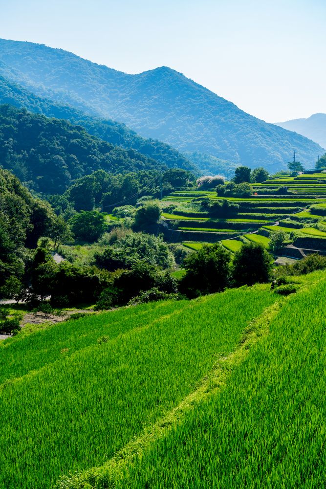 中山千枚田の画像 - 4枚目
