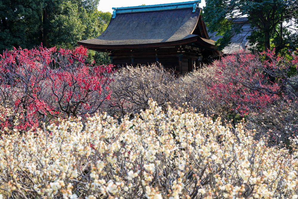 道明寺天満宮の画像 - 6枚目