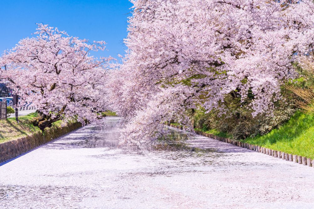 弘前公園の画像 - 2枚目