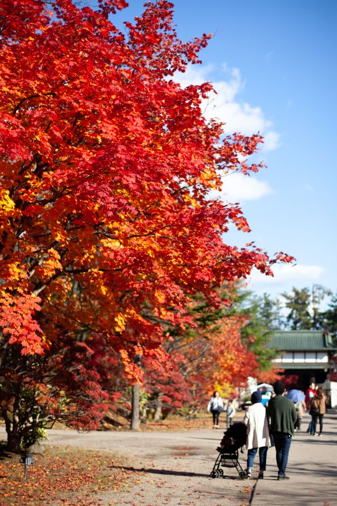 弘前公園の画像 - 4枚目