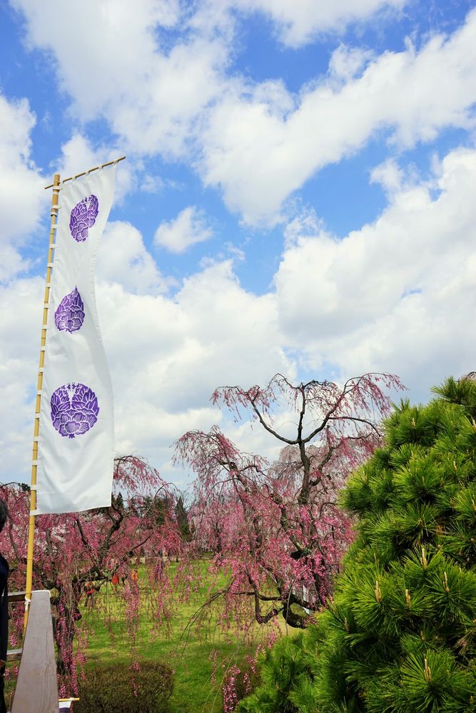 弘前公園の画像 - 5枚目