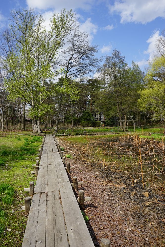 弘前公園の画像 - 6枚目
