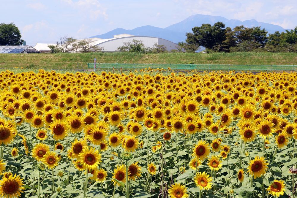 大垣のひまわり畑の画像 - 6枚目