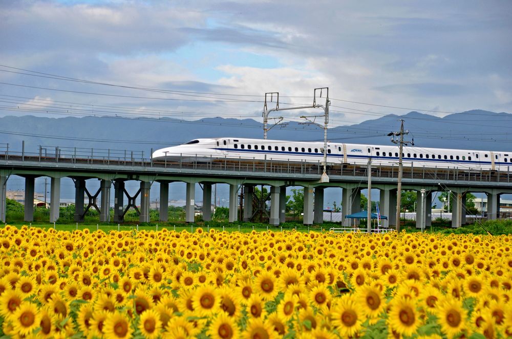 大垣のひまわり畑の画像 - 7枚目