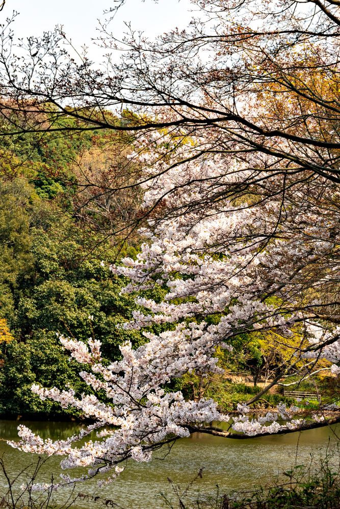 明石公園の画像 - 5枚目