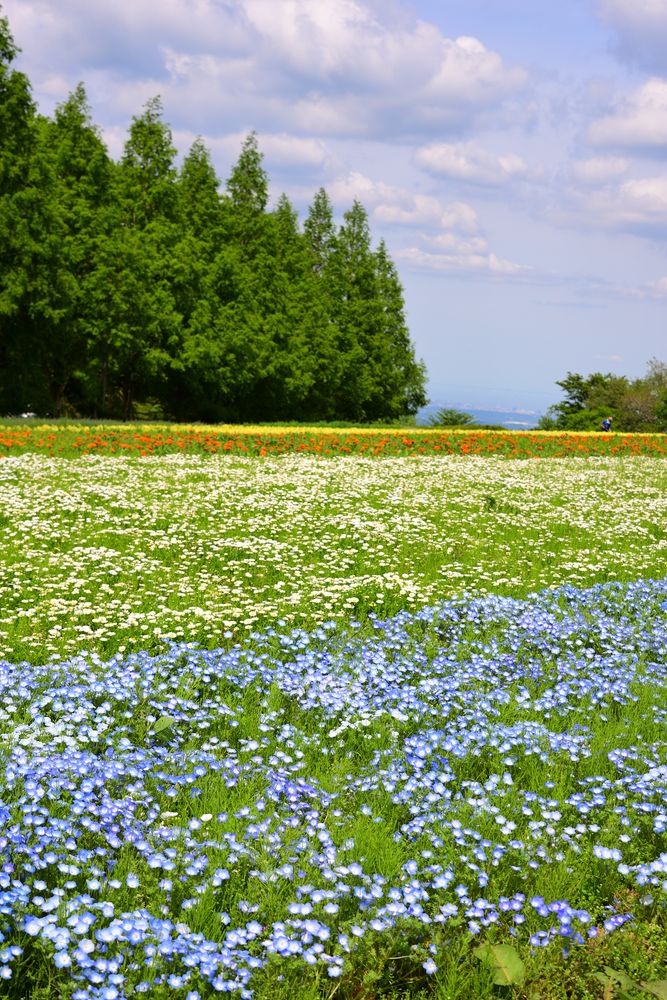 青山高原の画像 - 5枚目