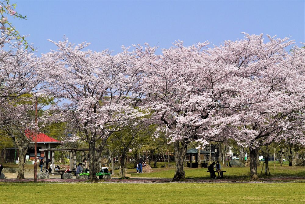 柏ふるさと公園の画像 - 2枚目