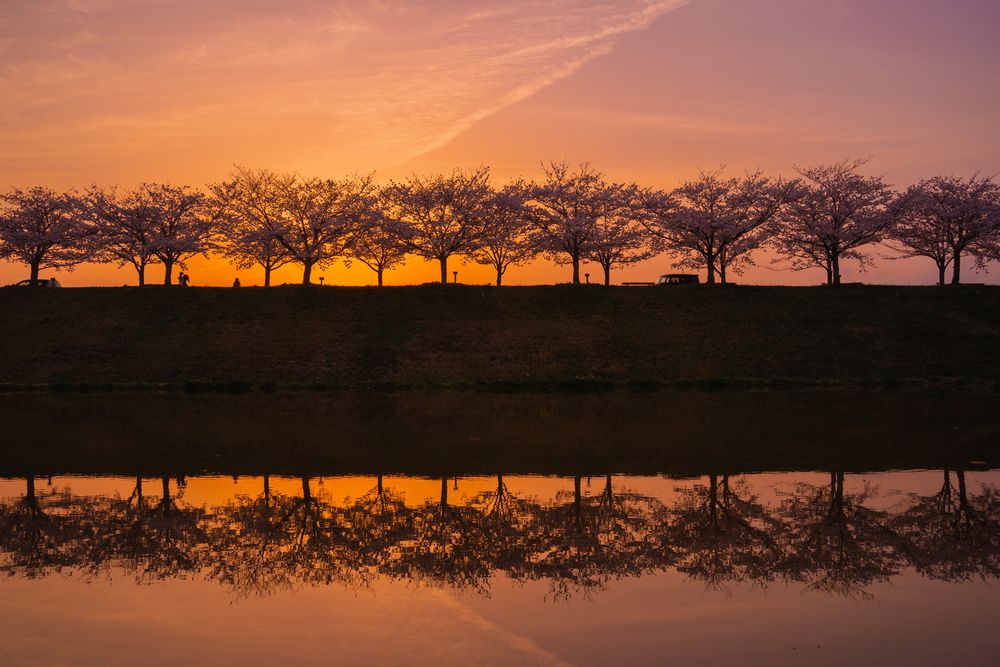 おの桜づつみ回廊の画像 - 3枚目