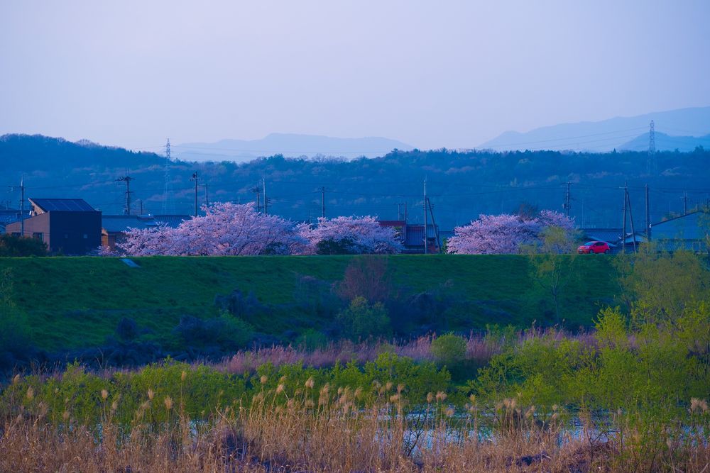 おの桜づつみ回廊の画像 - 4枚目