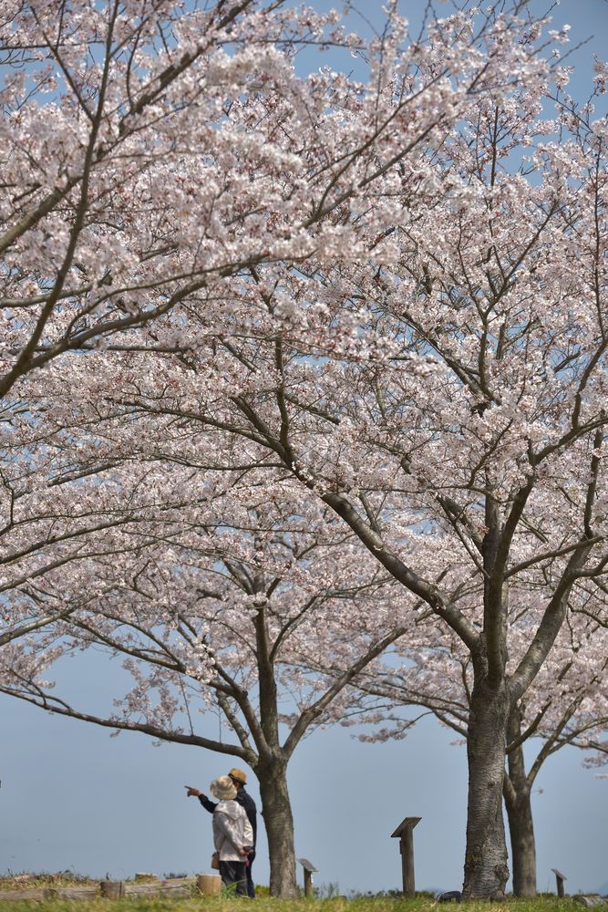 おの桜づつみ回廊の画像 - 5枚目