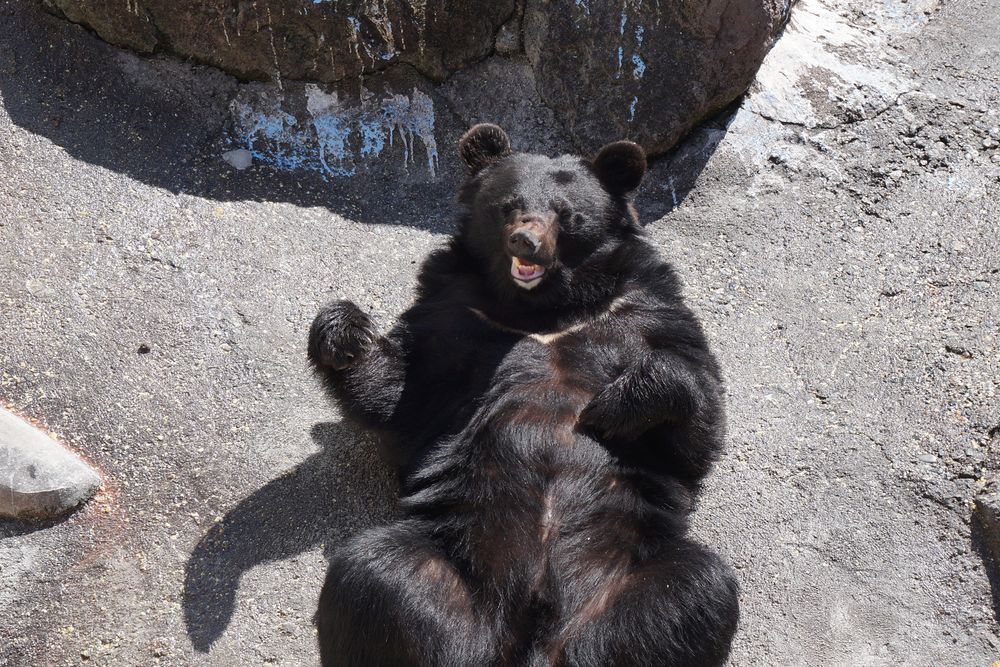 奥飛騨クマ牧場の画像 - 2枚目