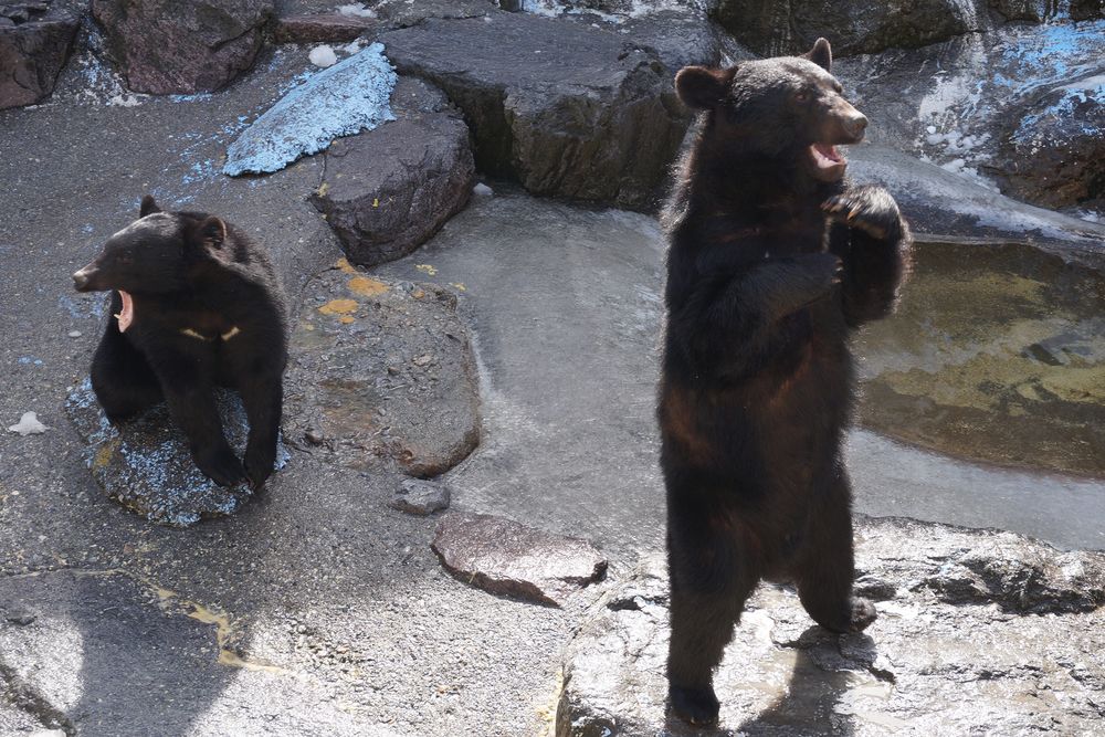 奥飛騨クマ牧場の画像 - 3枚目