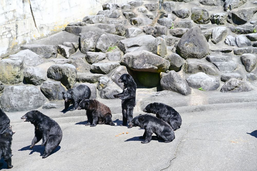 奥飛騨クマ牧場の画像 - 5枚目