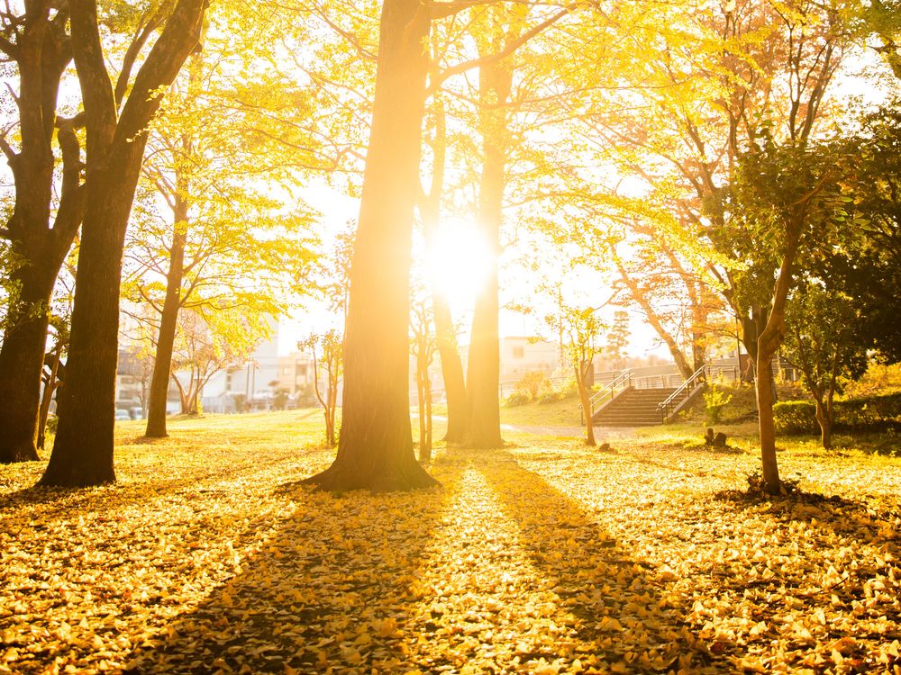 城北中央公園の画像 - 4枚目
