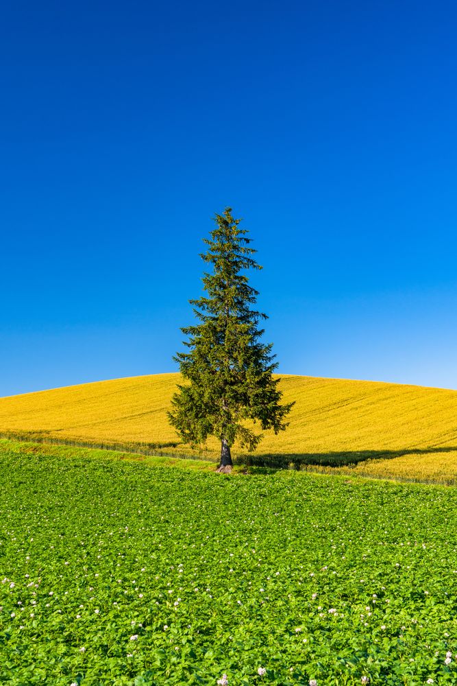 親子の木】の周辺スポット・アクセス・口コミ - Prism Japan