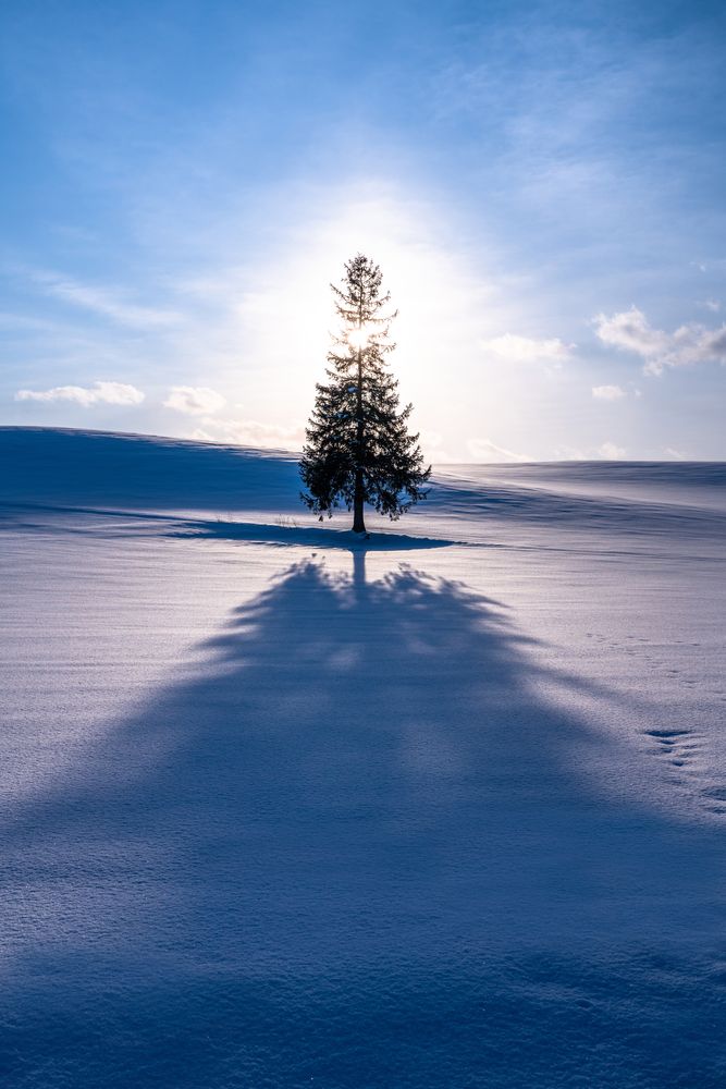 クリスマスツリーの木の画像 - 4枚目