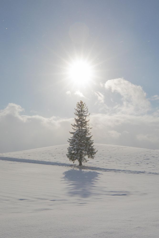 クリスマスツリーの木の画像 - 5枚目