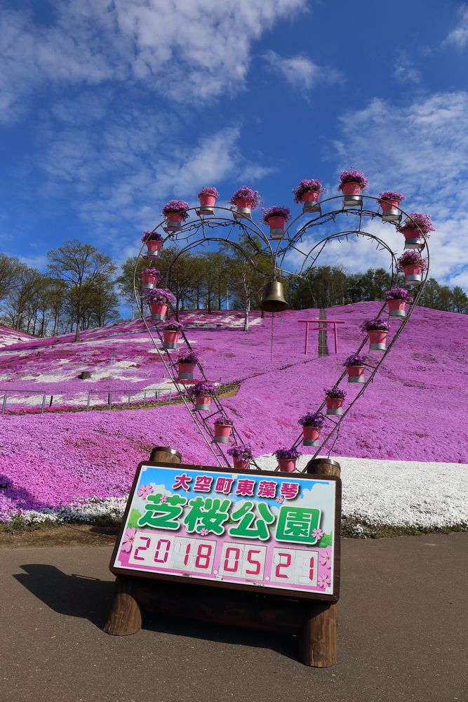 ひがしもこと芝桜公園の画像 - 3枚目