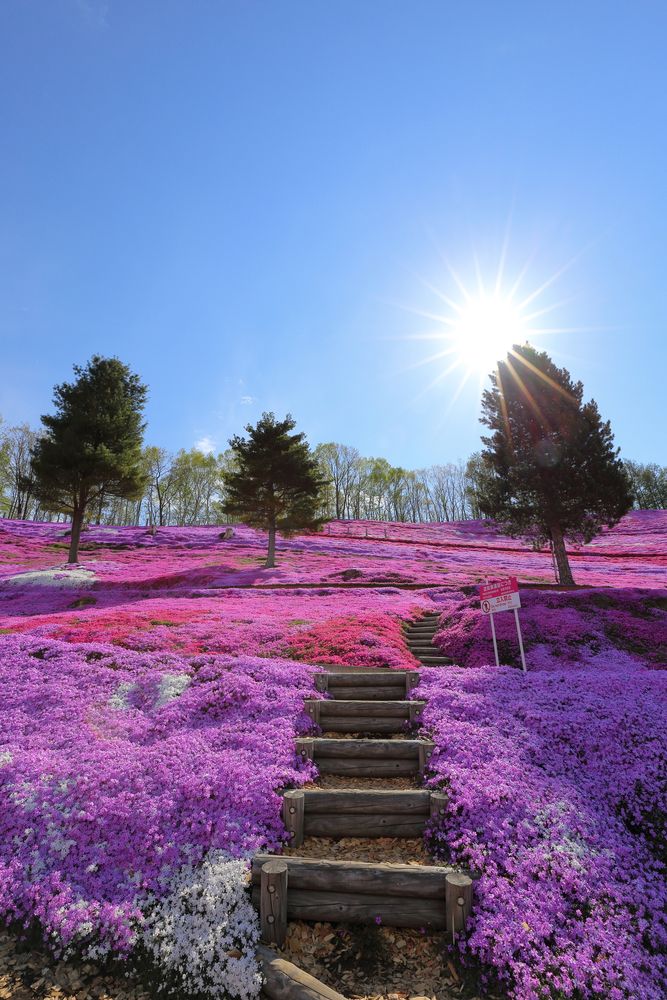 ひがしもこと芝桜公園の画像 - 4枚目