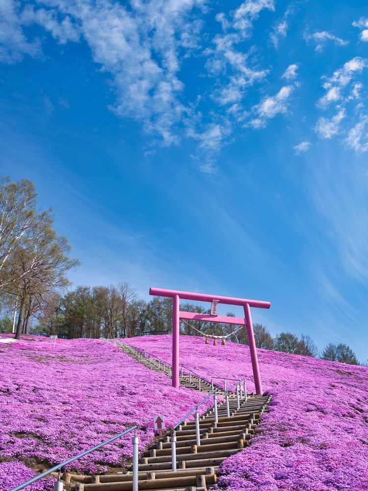 ひがしもこと芝桜公園の画像 - 5枚目