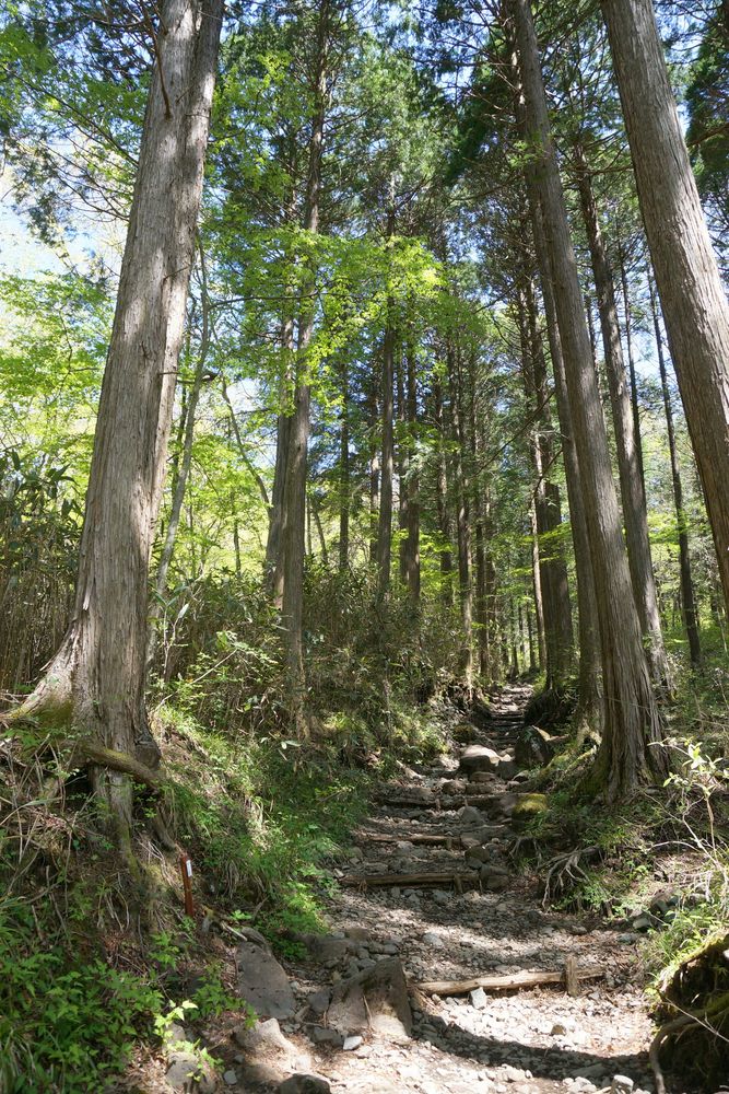 金時山の画像 - 2枚目