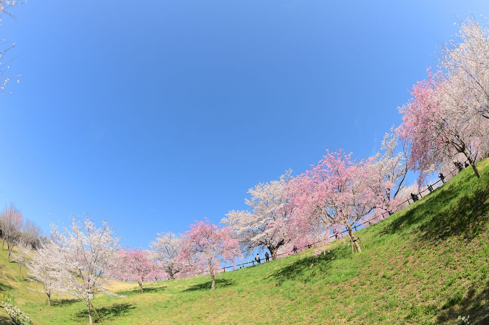 成田 人気 さくら の 山 公園 ペット