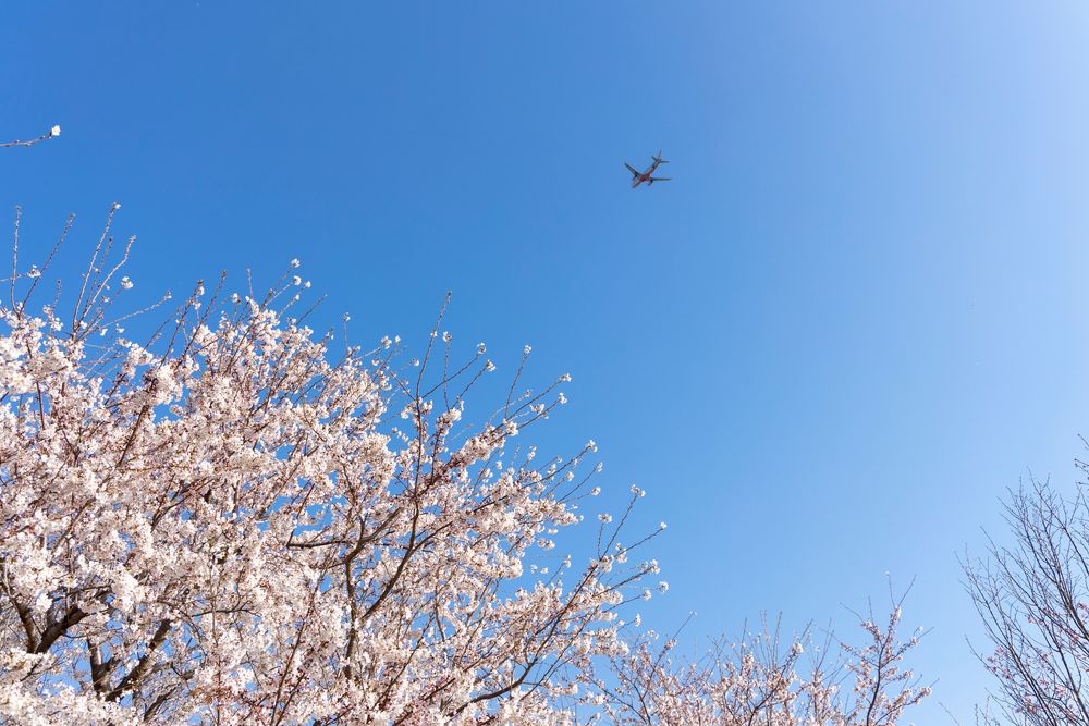 成田市さくらの山公園の画像 - 2枚目